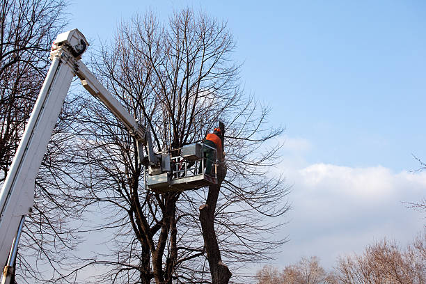 Best Tree Trimming and Pruning  in Ames, IA