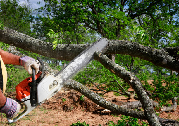 Best Tree and Shrub Care  in Ames, IA